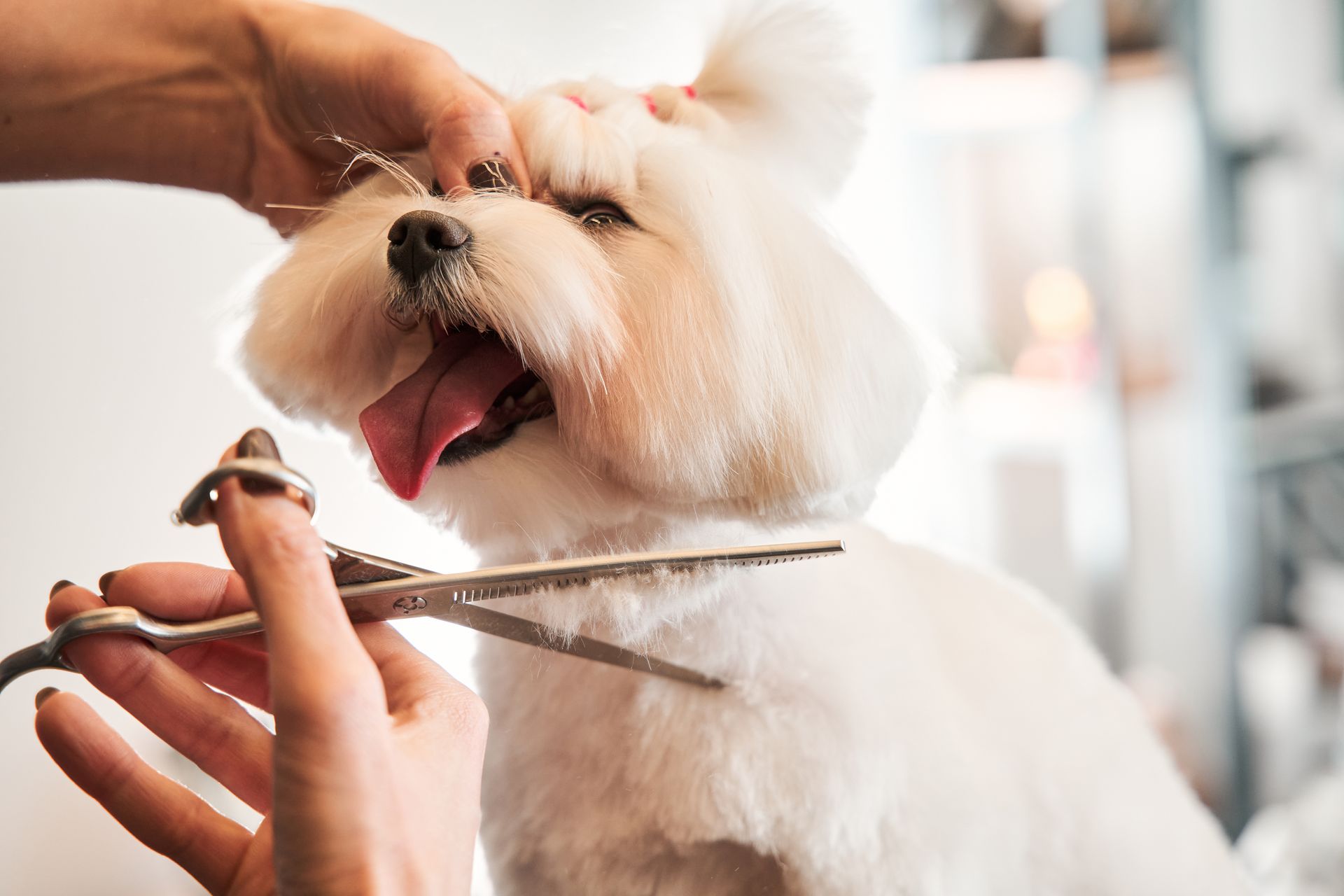 Professional dog groomer styling a fluffy white Maltese puppy with scissors.