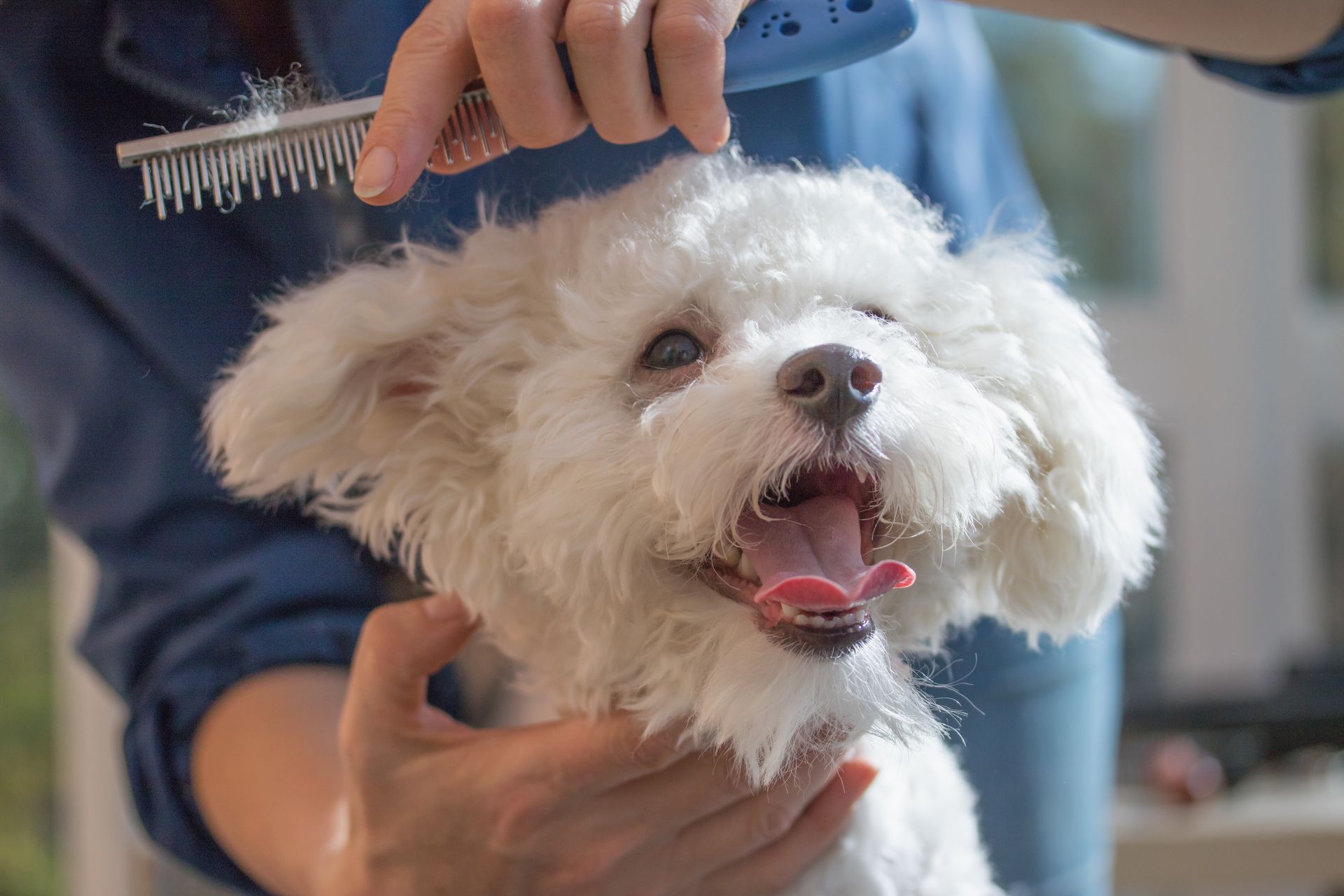 White Bolognese dog enjoying professional dog grooming services with a metal comb.