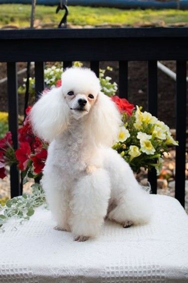 A cute white poodle sits on top of a white pillow placed on a chair, looking at the camera. A cute white poodle sits on top of a white pillow placed on a chair, looking at the camera.