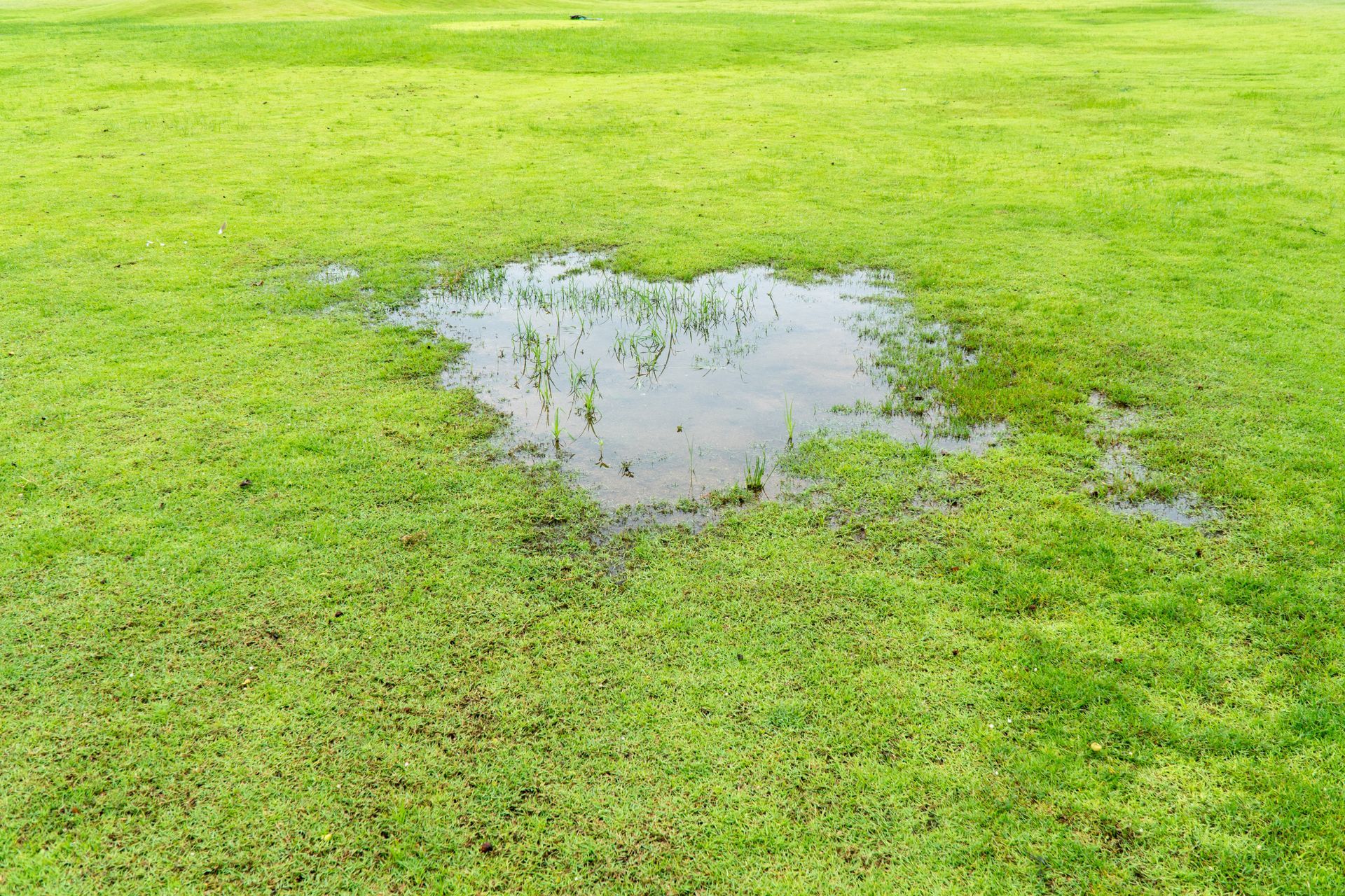 Une flaque d'eau stagne dans un coin d'herbe verte, signe d'un mauvais drainage ou de pluies récentes.