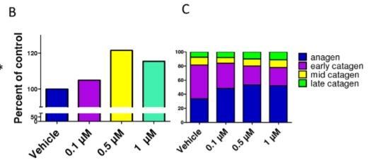 Spermidine Promotes Human Hair Growth and Is a Novel Modulator of Human Epithelial Stem Cell Functions