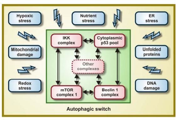 Autophagy mediates pharmacological lifespan extension by