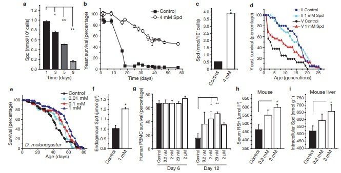 Induction of autophagy by spermidine promotes longevity