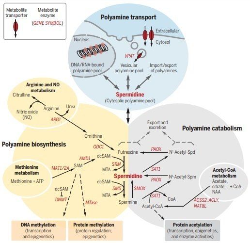 Spermidine in health and disease