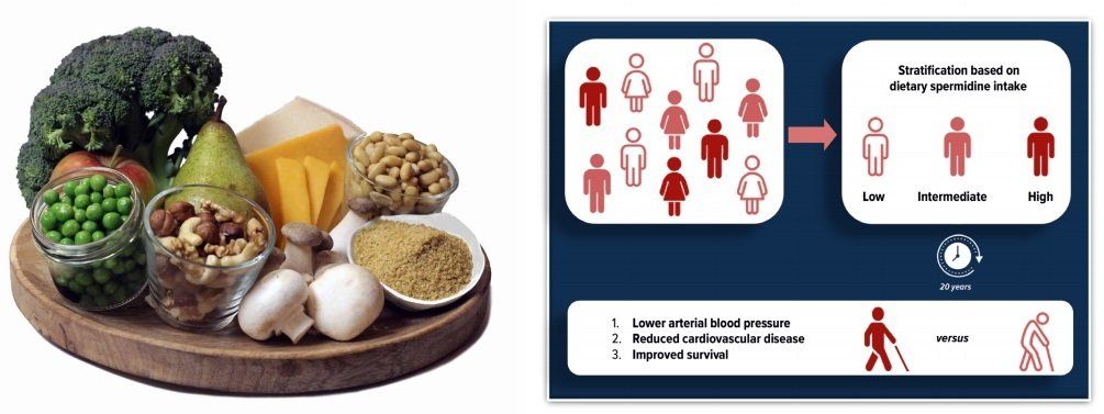 Should we skip a meal every day, or indulge in a spermidine-rich diet?