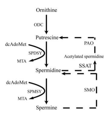 Spermidine and spermine delay brain aging by inducing autophagy in SAMP8 mice