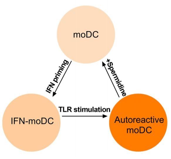 Spermidine Suppresses Inflammatory DC Function by Activating the FOXO3 Pathway and Counteracts Autoimmunity