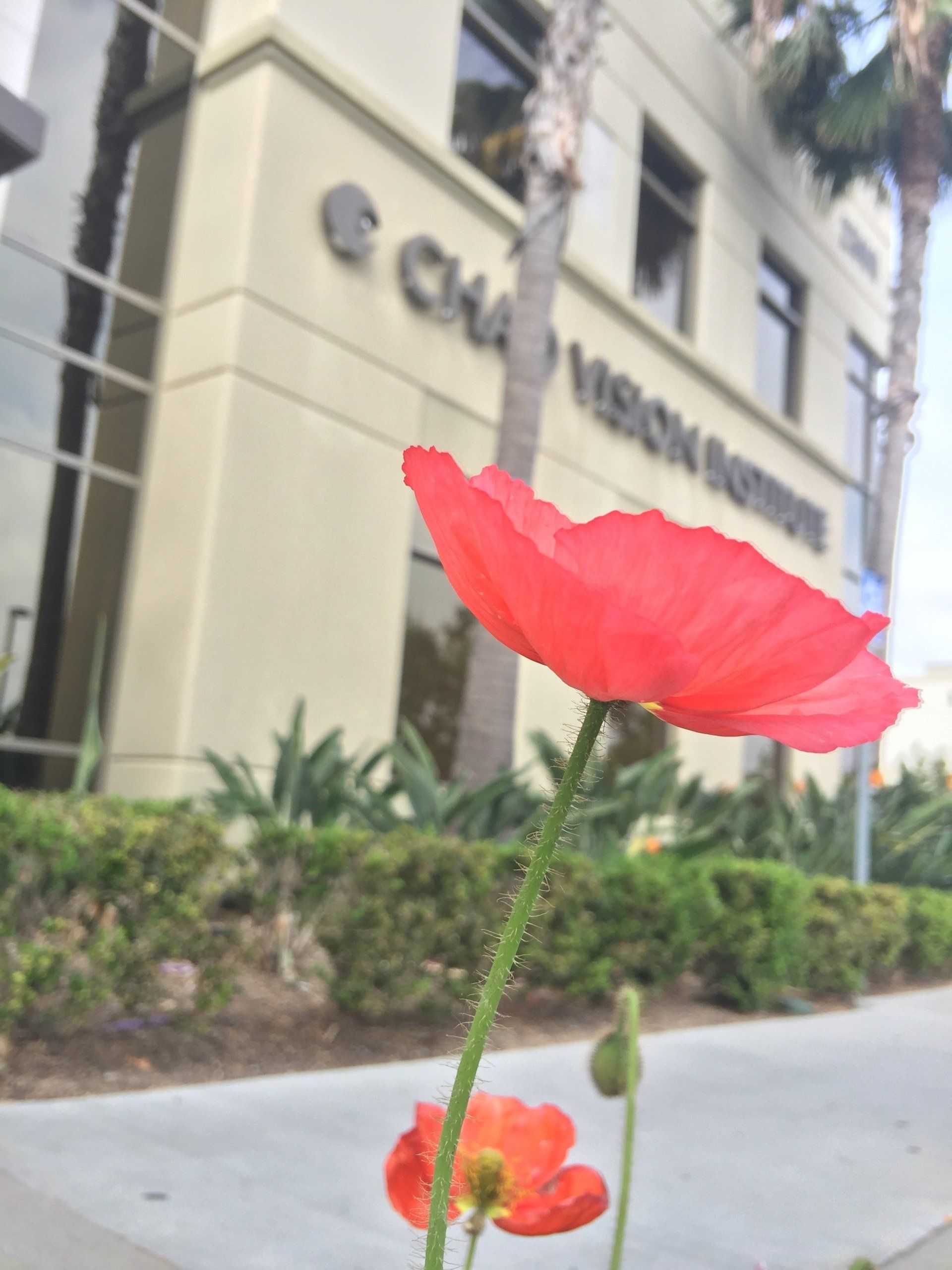 cataract surgeon irvine