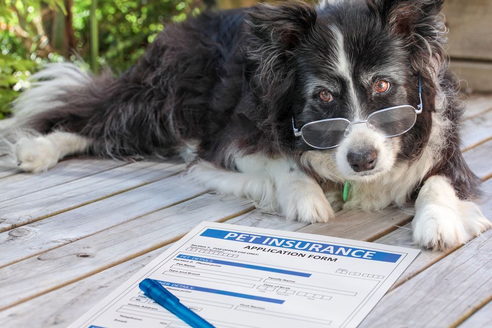 A dog wearing sunglasses is laying on a table next to a pet insurance form.