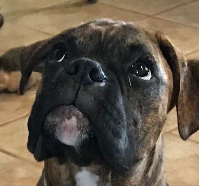 A close up of a boxer dog looking up at the camera