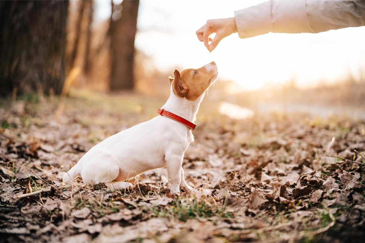 A Small Dog With A Red Collar Is Looking Up At A Person's Hand