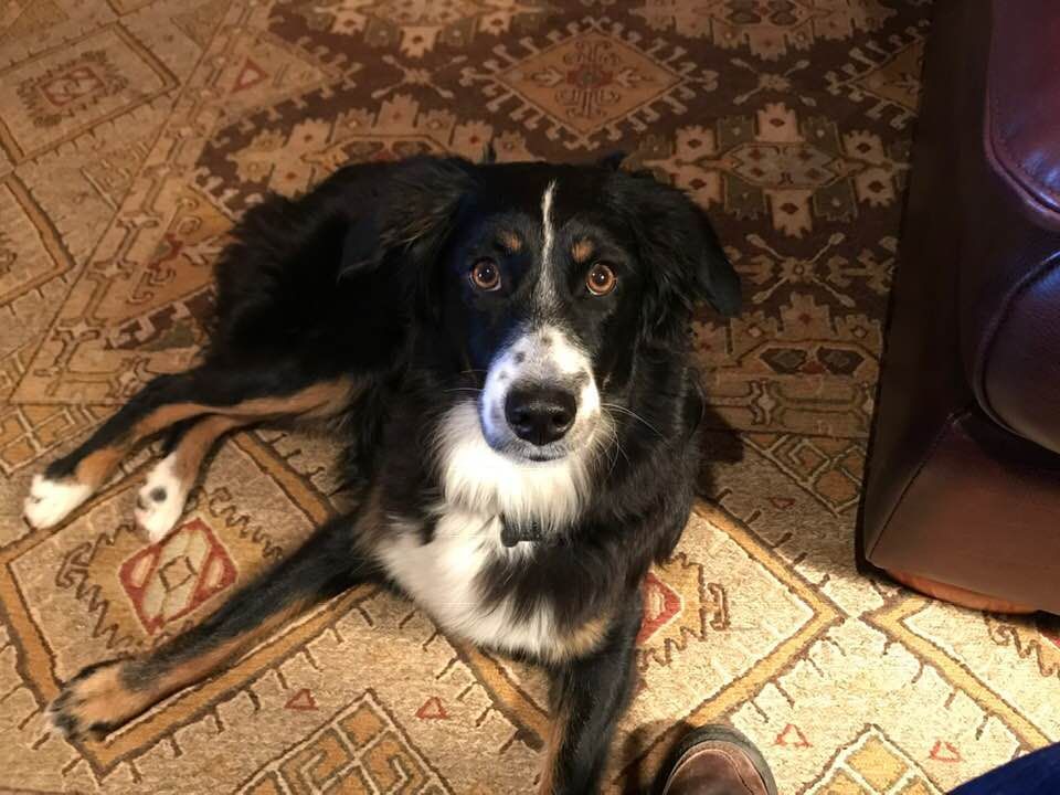 A Black Brown And White Dog Laying On A Rug