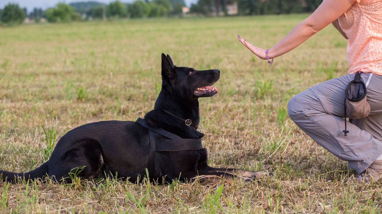 A Woman Kneeling Down With A Black Dog Laying In The Grass