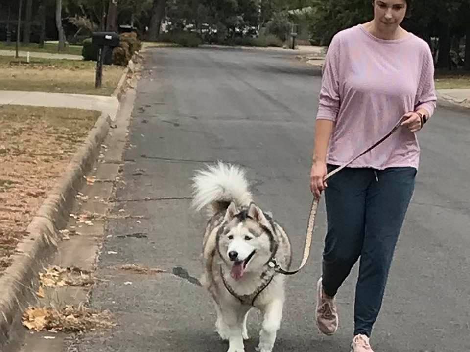 A Woman Is Walking A Husky Dog On A Leash