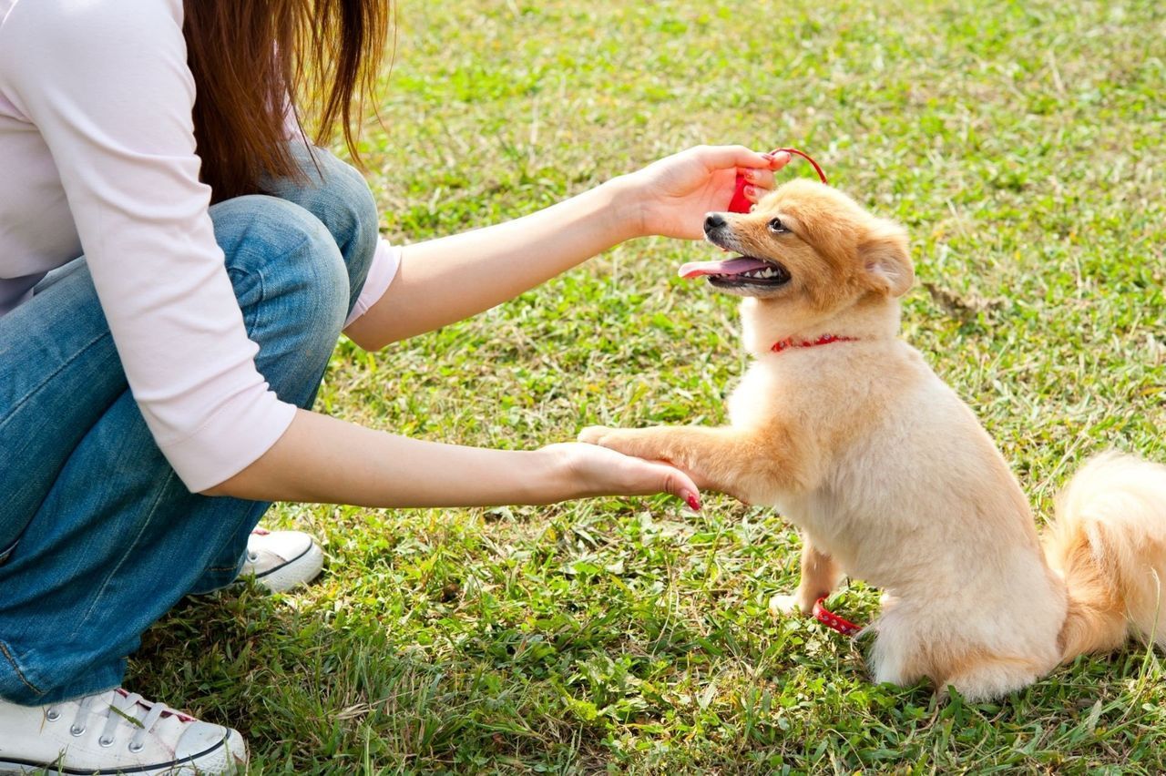 A Woman Is Kneeling Down And Feeding A Small Dog A Cherry