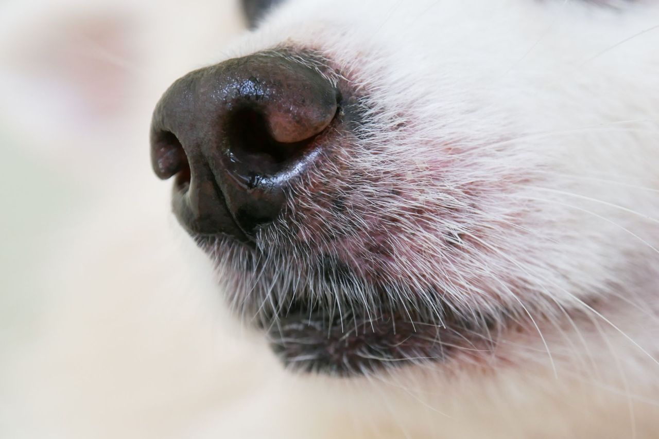 A Close Up Of A Dog 's Nose And Mouth