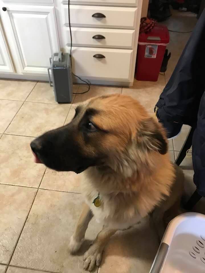 A german shepherd dog is licking its nose in a kitchen.