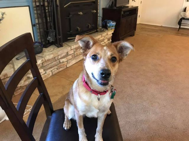 A small brown and white dog is sitting on a chair in a living room.