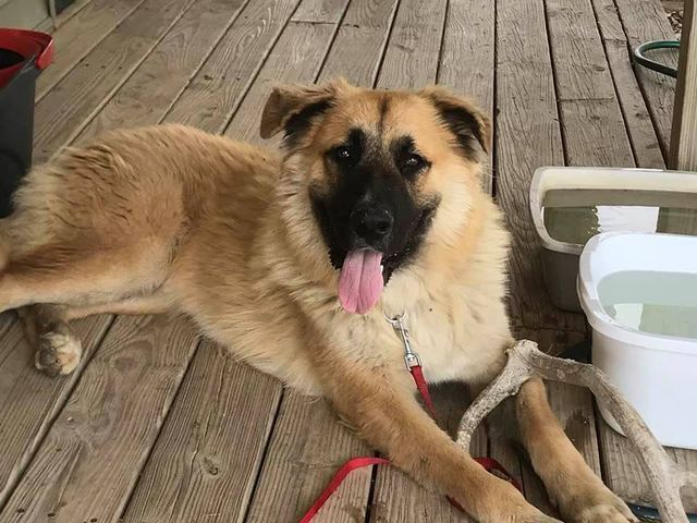 A dog is laying on a wooden deck next to a water fountain.