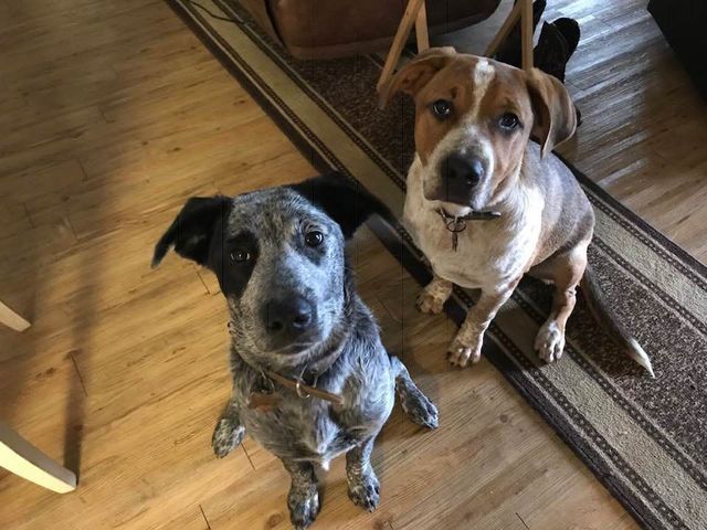 Two dogs are sitting next to each other on a rug and looking up at the camera.