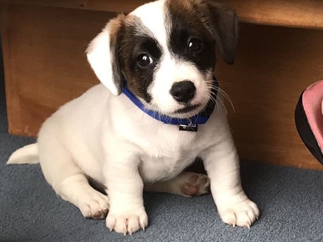 A brown and white puppy wearing a blue collar
