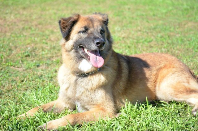 A brown dog is laying in the grass with its tongue hanging out.