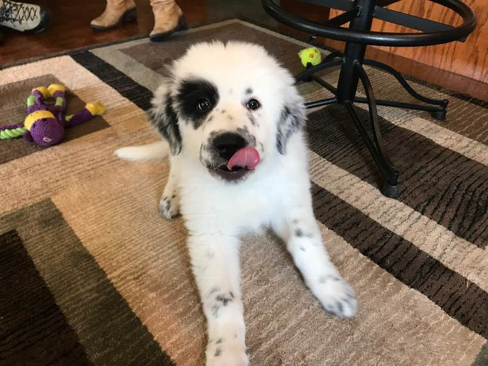 A black and white puppy is laying on a rug.