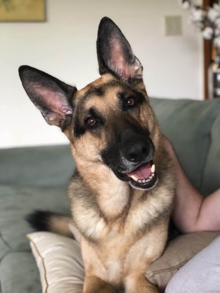 A german shepherd dog is sitting on a couch and smiling at the camera.