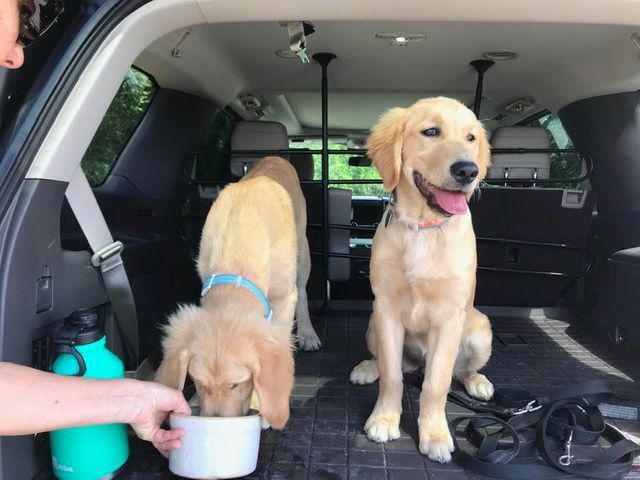 A person is feeding two dogs in the back of a car