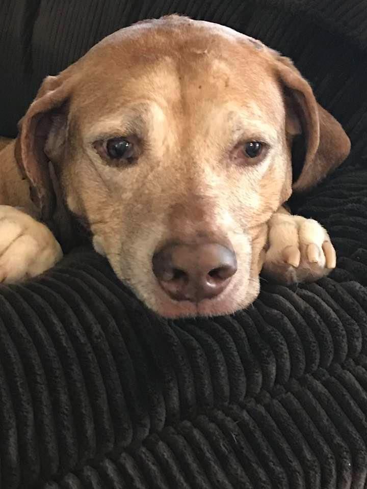 A brown dog is laying on a black couch.