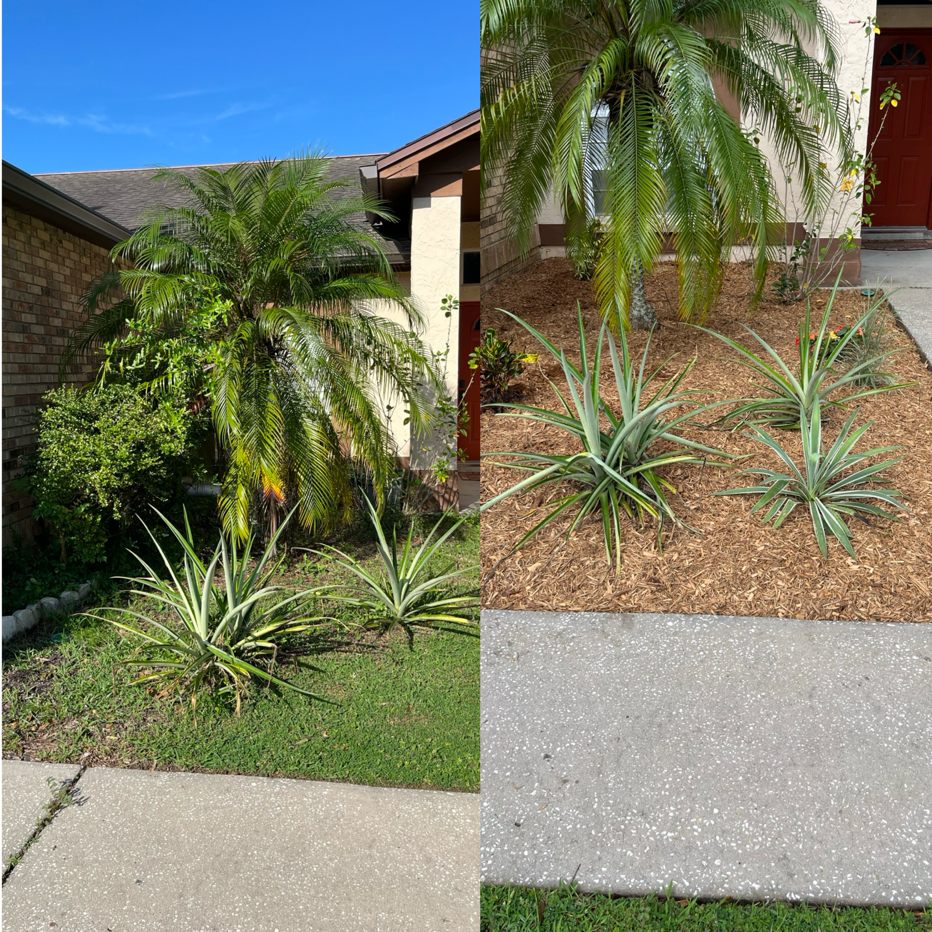 Front yard landscaping with palm tree, agave plants, gravel bed, and sidewalk in bright sunlight