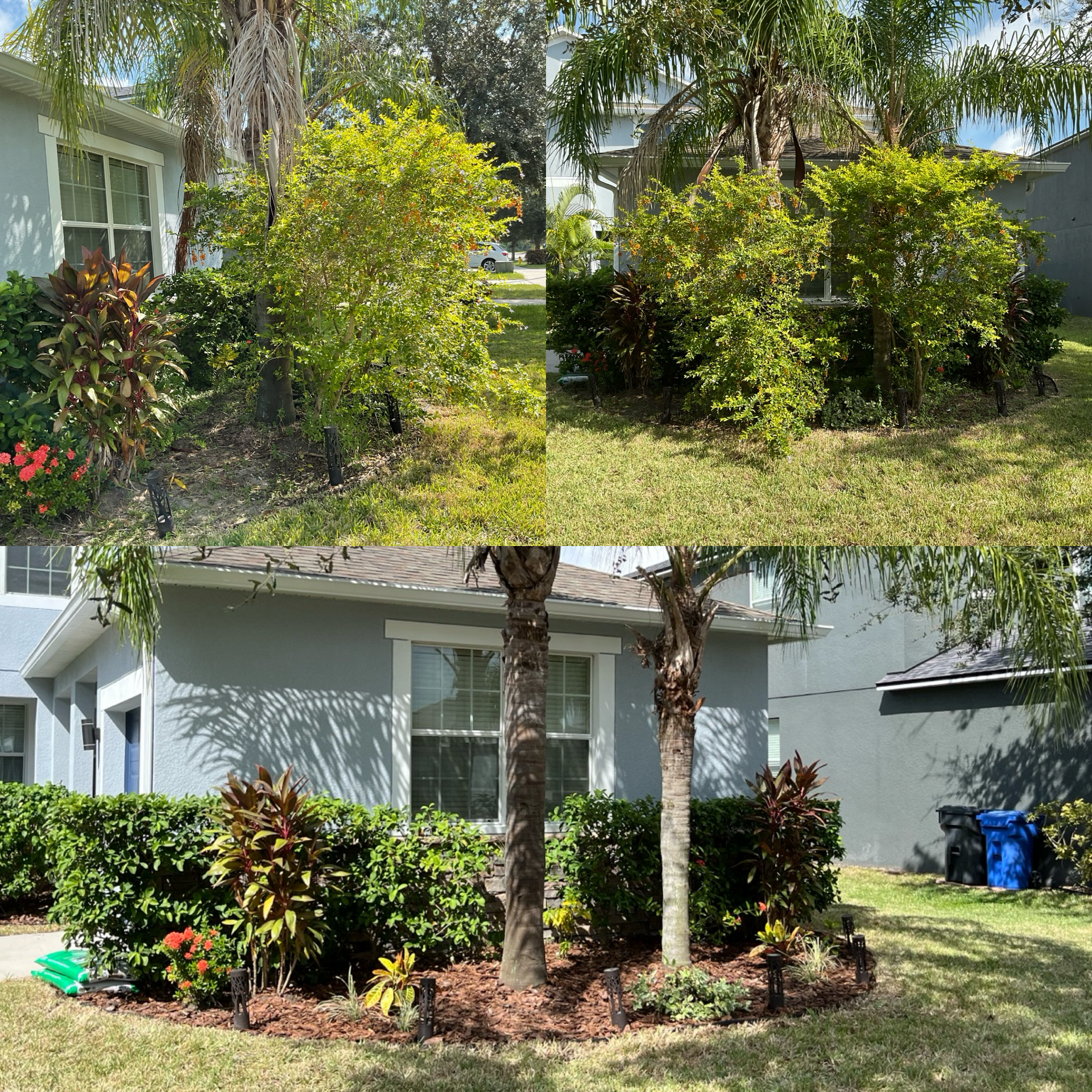 Front yard with trimmed shrubs and palm trees in front of a white house