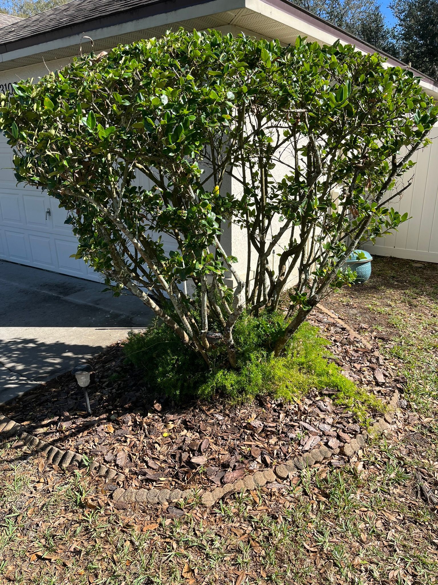 Trimmed green shrub beside a house, with mulch and grass in the yard.