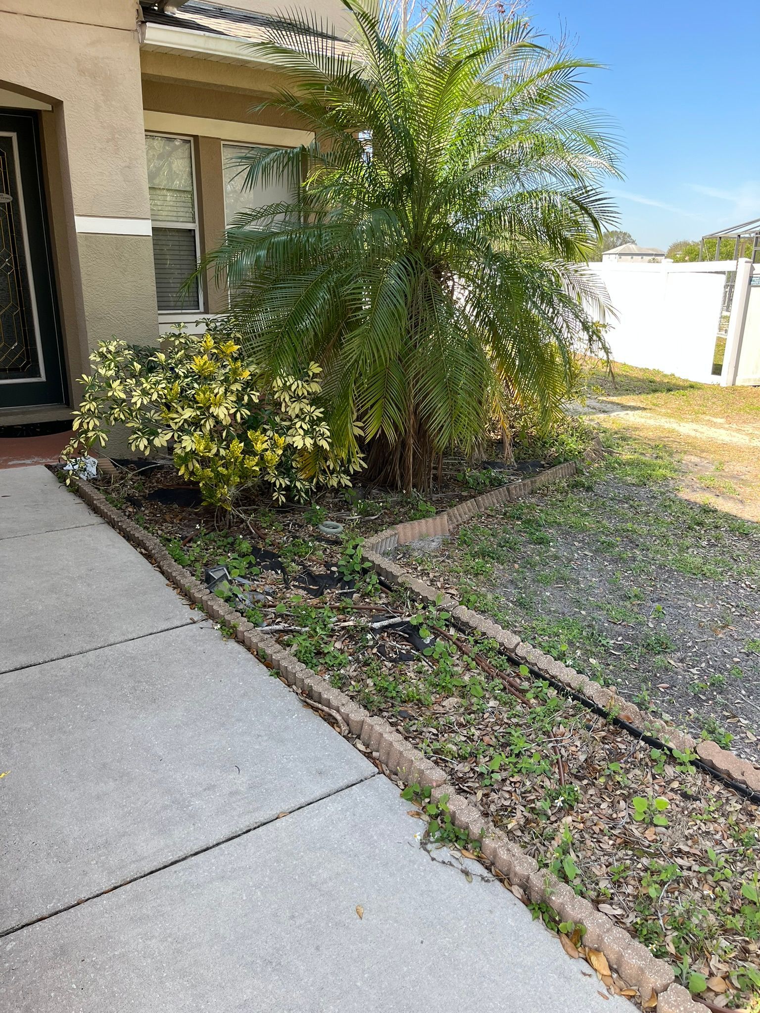 Front yard walkway beside a house, with shrubs, a small tree, and a dry gravel bed