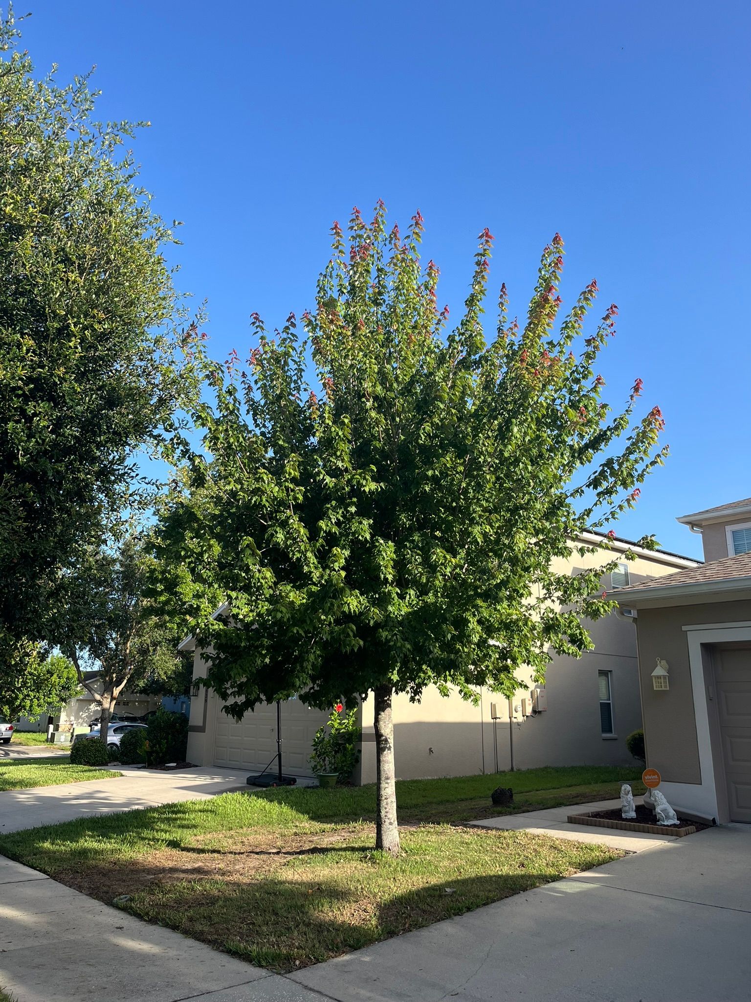 Tree in a suburban front yard beside a driveway and house under a clear blue sky.