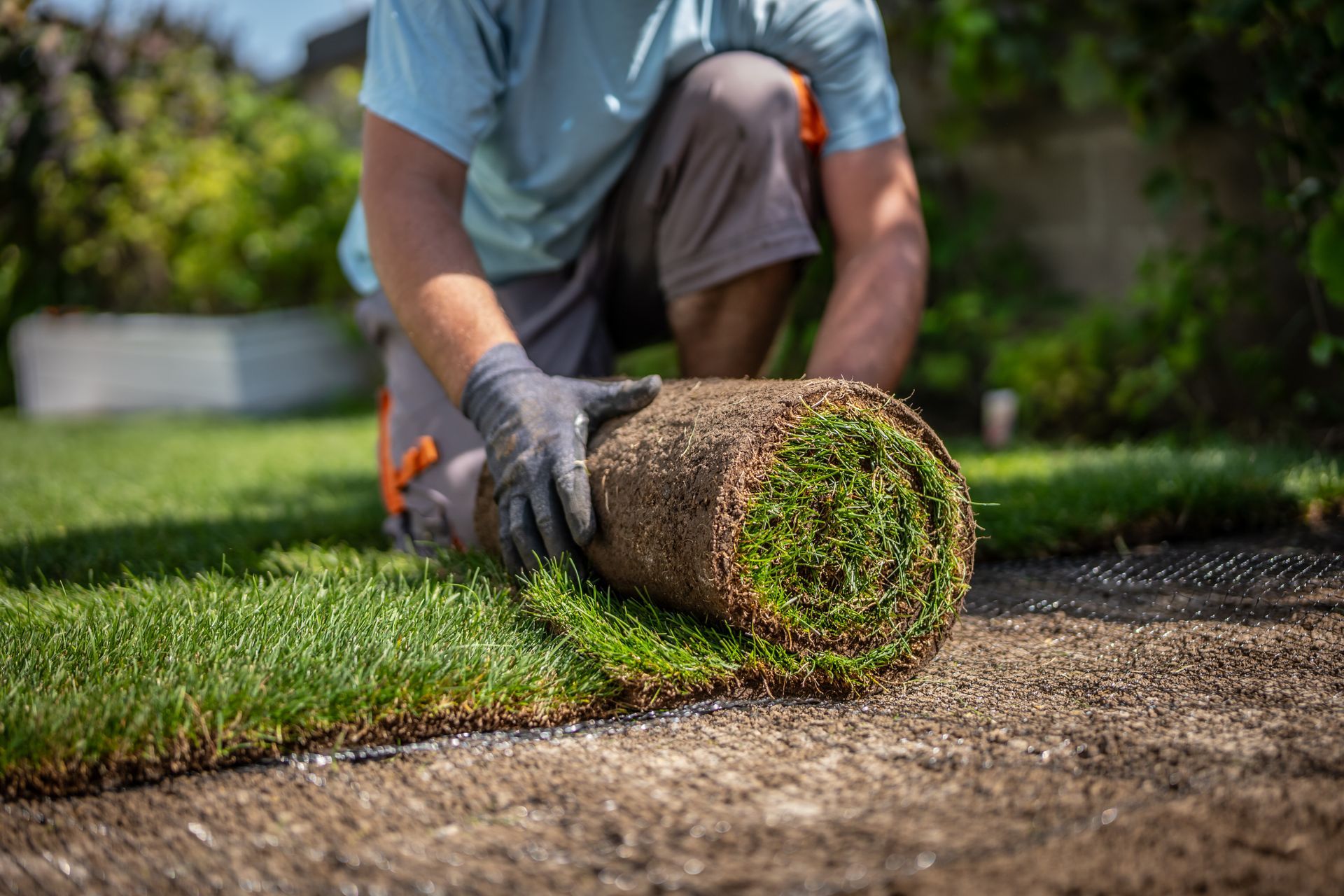 Landscaper unrolling fresh green grass on soil, showcasing premium residential turf sales.