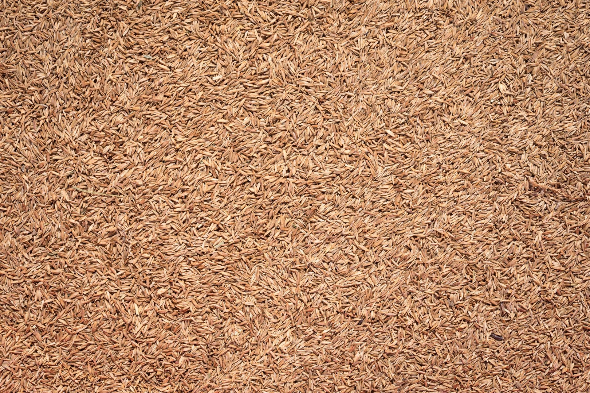Kentucky bluegrass seeds. Kentucky bluegrass seeds.