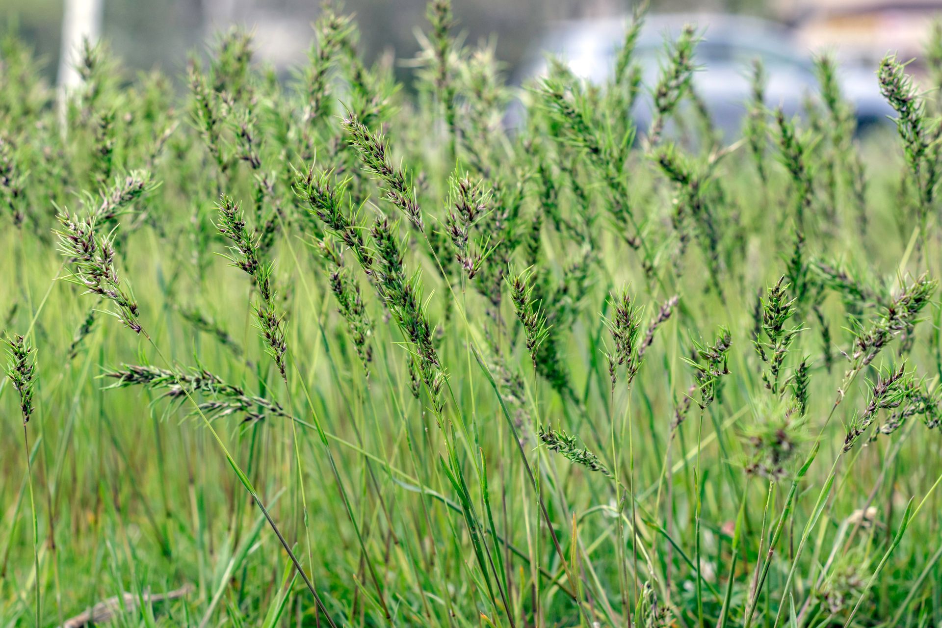 New grass seed growing