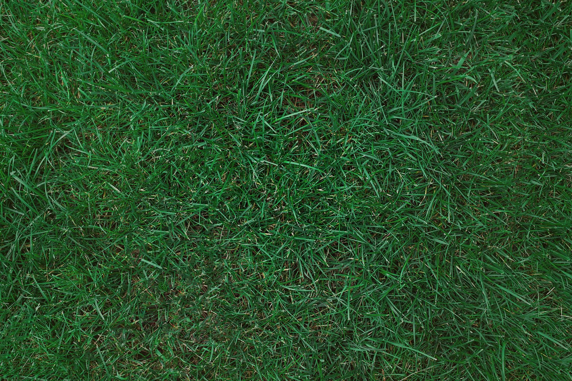 View of Kentucky Bluegrass Sod | Fountain, CO - Templeton Gap Turf Farm