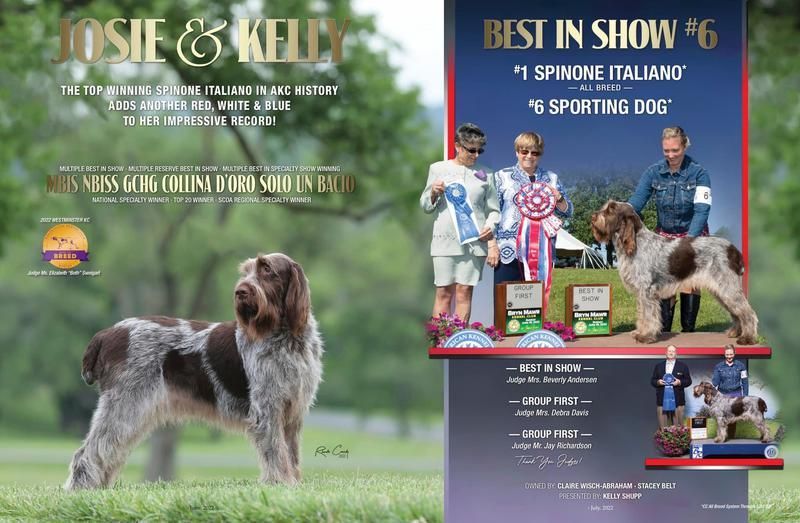 Best in show award banner Best in show award banner