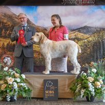 A man and a woman are standing next to a dog on a podium at a dog show.