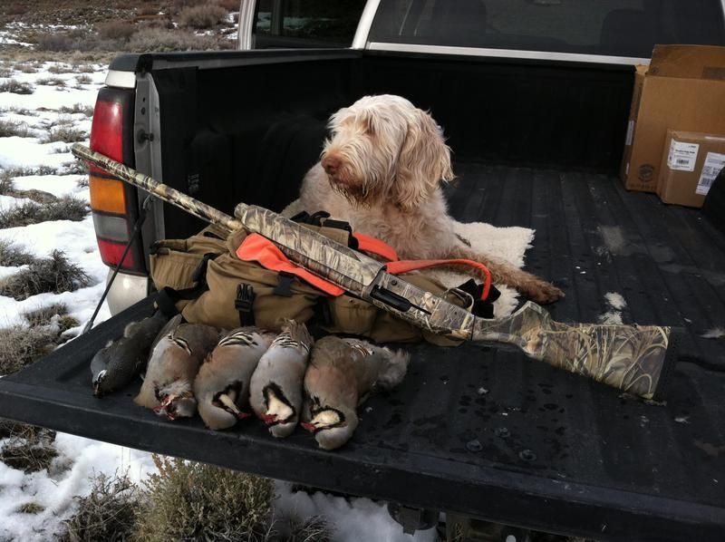 A dog lying at the back of the truck