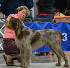A woman is kneeling down next to a dog at a dog show.