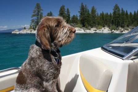 A dog sitting on a boat looking at the water