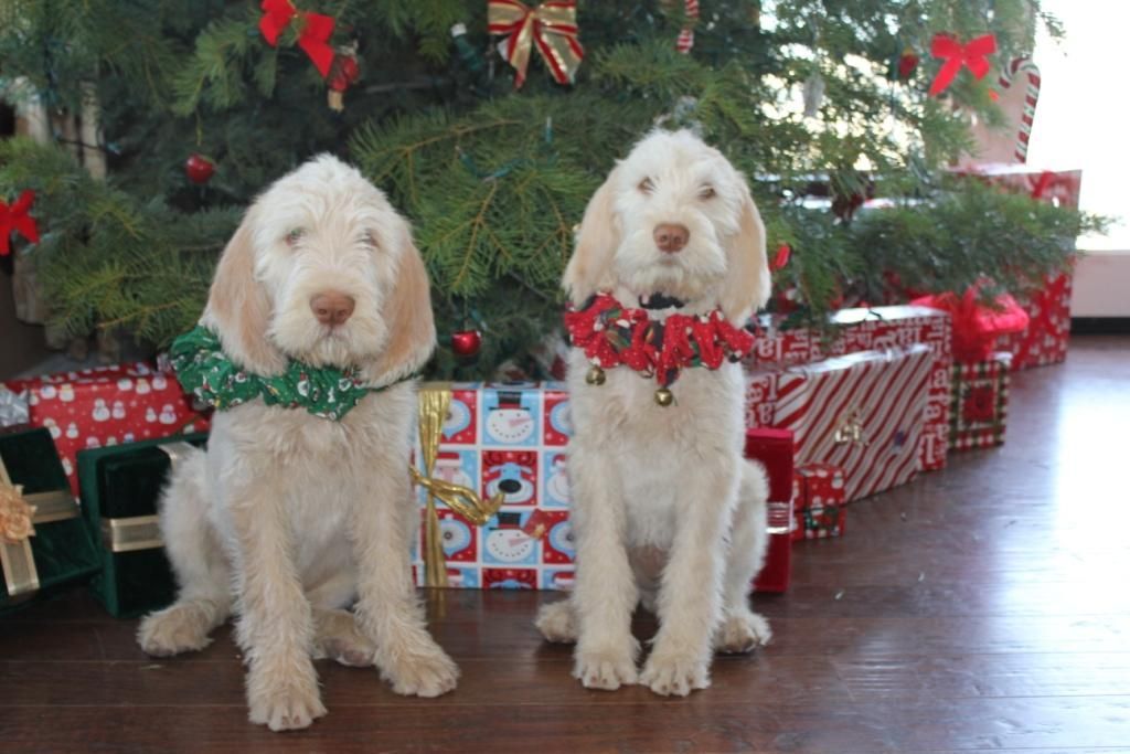 Two puppies are sitting in front of a christmas tree.
