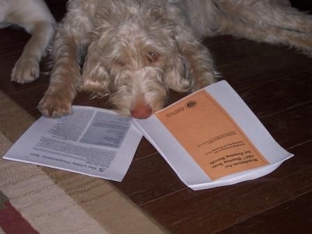A dog is laying on the floor next to a book that says ' business for everyone ' on it