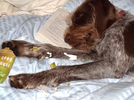 A dog is laying on a bed next to a book