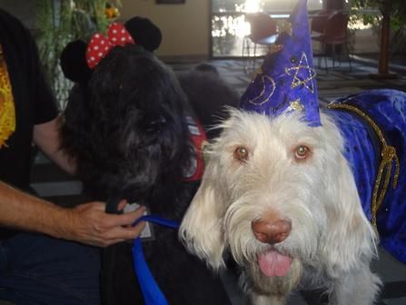 Two dogs wearing wizard hats are standing next to each other