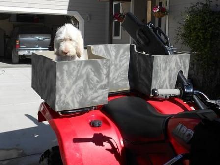 A dog is sitting in a box on the back of a red atv