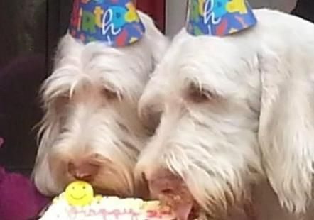 Two white dogs wearing party hats are eating a birthday cake.